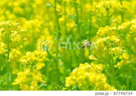 菜の花畑のミツバチ 菜の花畑のミツバチ 87740734