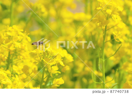 菜の花畑のミツバチ 菜の花畑のミツバチ 87740738