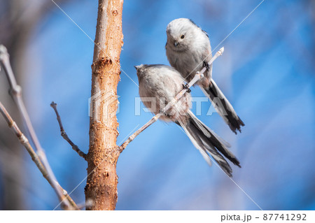 Two European long-tailed tits, latin name Aegithalos caudatus. Two birds sitting on a branch in a deciduous forest. Two European long-tailed tits, latin name Aegithalos caudatus. Two birds sitting on a branch in a deciduous forest. 87741292