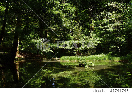 福井県勝山市　平泉寺白山神社　御手洗池　※2020年6月撮影 87741743