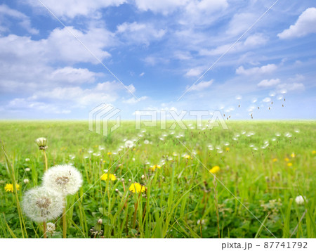 大草原とタンポポの綿毛、合成写真で描いた雄大な景色 87741792