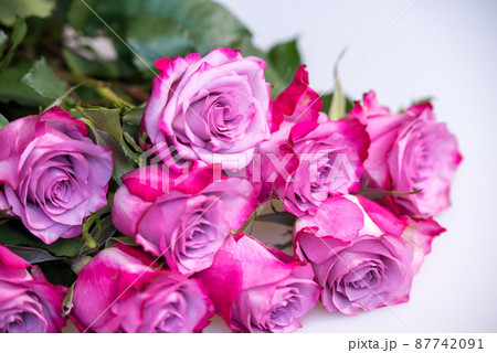 Bouquet of purple roses on white background. Flower background. Mothers Day, Wedding and Birthday concept. 87742091