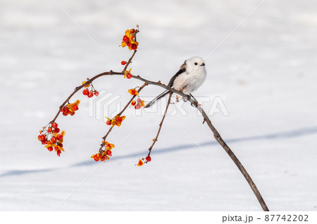 雪の妖精　シマエナガ 87742202