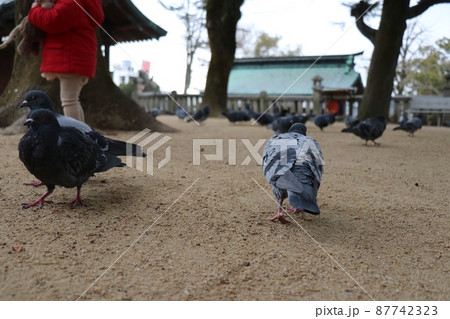 山口 長府 忌宮神社 鳩 山口 長府 忌宮神社 鳩 87742323