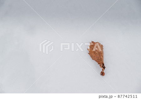 雪　落ち葉　 87742511