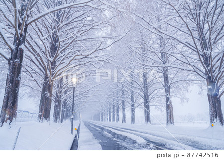 【滋賀マキノ】メタセコイア並木 87742516