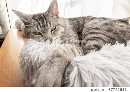 見つめる猫　サバトラ猫 87742651