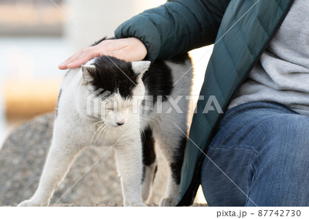 猫を触る 87742730
