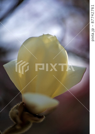 紅梅の花をバックに開いたばかりのハクモクレンの花のクローズアップ 紅梅の花をバックに開いたばかりのハクモクレンの花のクローズアップ 87742761