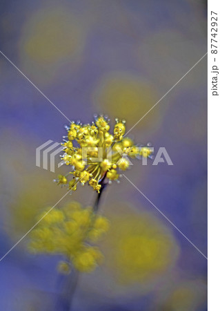 黄金色の山茱萸の花 87742927