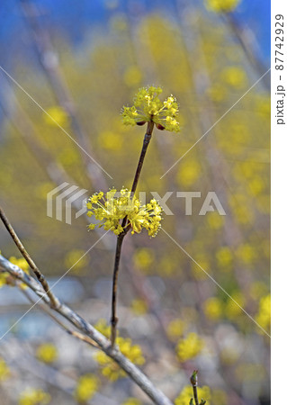 黄金色の山茱萸の花 黄金色の山茱萸の花 87742929