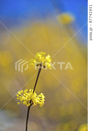 黄金色の山茱萸の花 黄金色の山茱萸の花 87742931