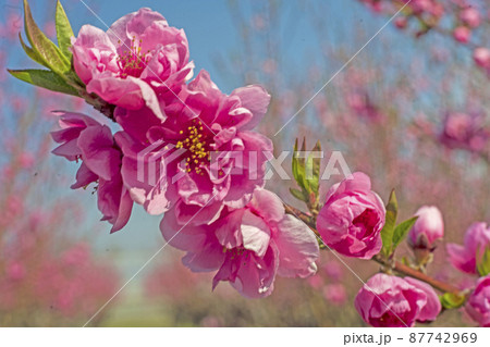 晴れた春の青空をピンクに彩る花桃の花 87742969