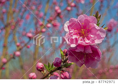 晴れた春の青空をピンクに彩る花桃の花 晴れた春の青空をピンクに彩る花桃の花 87742971