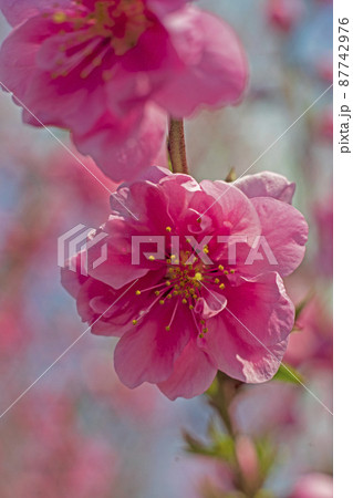 晴れた春の青空をピンクに彩る花桃の花 晴れた春の青空をピンクに彩る花桃の花 87742976
