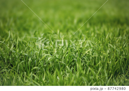 大麦若葉 87742980