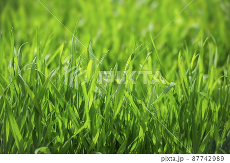 大麦若葉 大麦若葉 87742989