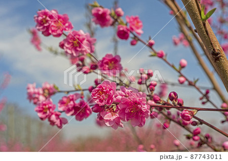 春の青空をピンクに彩る花桃の花 87743011