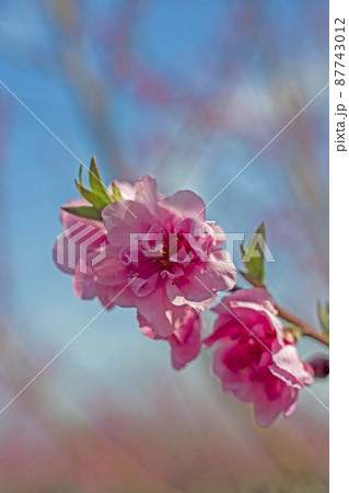 春の青空をピンクに彩る花桃の花 87743012
