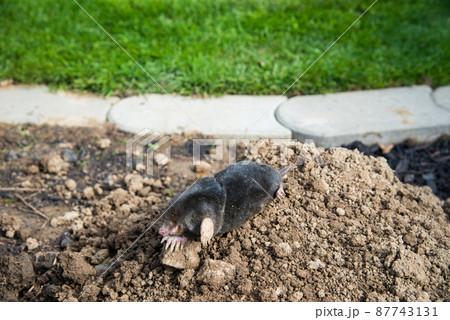 European mole caught by a trap while crawling out of the tunnel European mole caught by a trap while crawling out of the tunnel 87743131