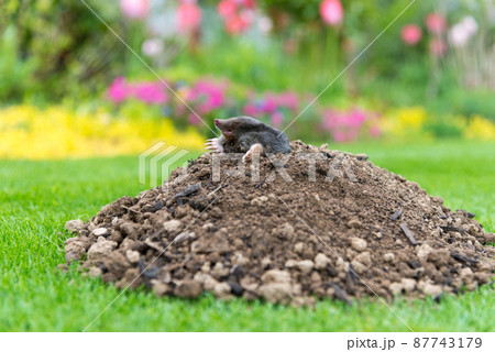 Mole, Talpa europaea, making mole hill and damaging beautiful lawn and flower garden. 87743179