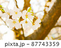 桜の花【クローズアップ】 桜の花【クローズアップ】 87743359