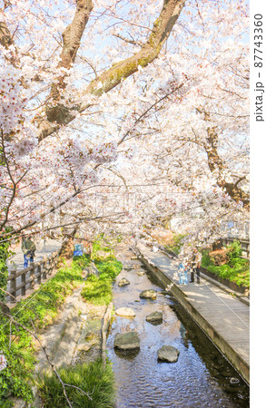 満開の桜並木 87743360