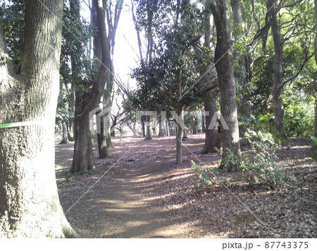 砧公園　林 87743375