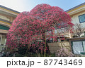 写真素材: 眞性寺の梅　東京都豊島区巣鴨 87743469