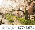 満開の桜並木 満開の桜並木 87743671