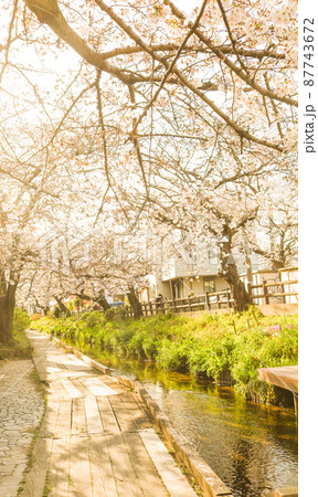満開の桜並木 満開の桜並木 87743672