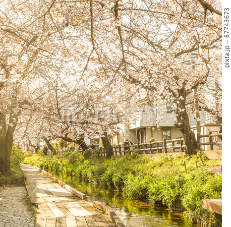 満開の桜並木 満開の桜並木 87743673
