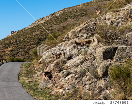 The Iberian ibex, Capra pyrenaica in the Gredos mountains near Navacepeda, Castile Leon Spain The Iberian ibex, Capra pyrenaica in the Gredos mountains near Navacepeda, Castile Leon Spain 87743691