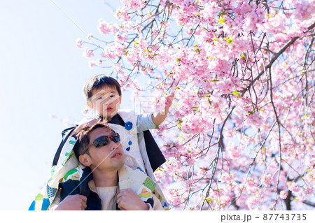 家族写真　父子で花見　七五三 87743735