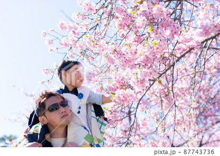 家族写真　父子で花見　七五三 87743736
