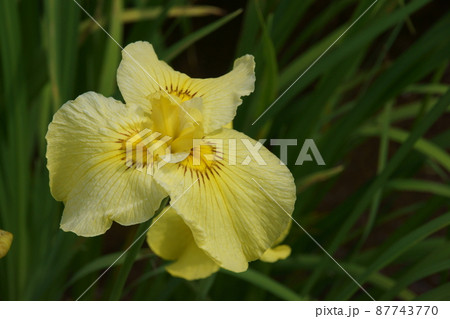 花菖蒲 87743770