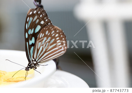 リュウキュウアサギマダラ リュウキュウアサギマダラ 87743773
