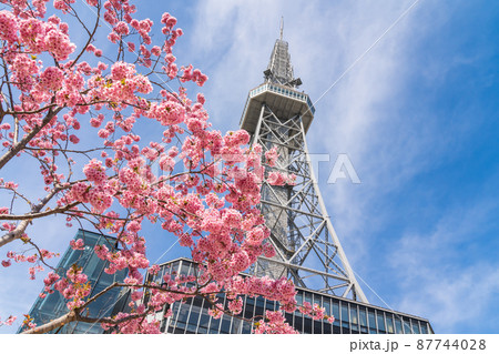 春の久屋大通公園、河津桜と中部電力ミライタワー〈愛知県名古屋市〉 87744028
