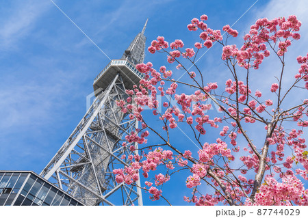 春の久屋大通公園、河津桜と中部電力ミライタワー〈愛知県名古屋市〉 87744029