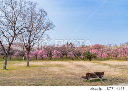 平芝梅林公園、満開の梅〈愛知県豊田市〉 平芝梅林公園、満開の梅〈愛知県豊田市〉 87744143