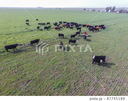 Beef production ,natural grass, Pampas, Argentina Beef production ,natural grass, Pampas, Argentina 87745189