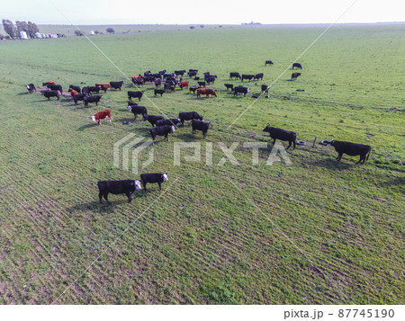 Beef production ,natural grass, Pampas, Argentina Beef production ,natural grass, Pampas, Argentina 87745190