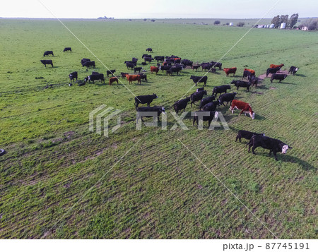 Beef production ,natural grass, Pampas, Argentina 87745191