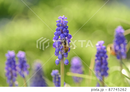 Bee on flowers in spring 87745262