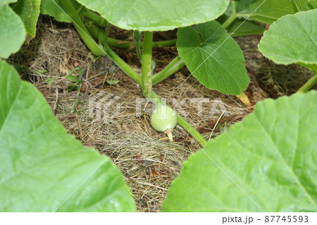 かぼちゃの花、めしべ、若い実 87745593