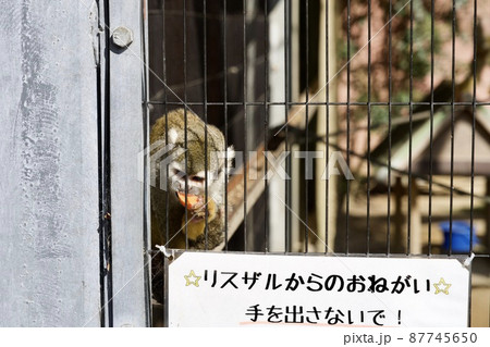 淡路島のイングランドの丘のリスザル 87745650