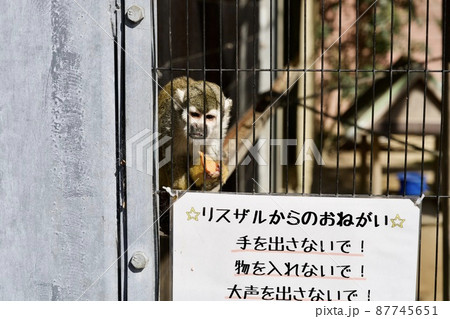 淡路島のイングランドの丘のリスザル 87745651