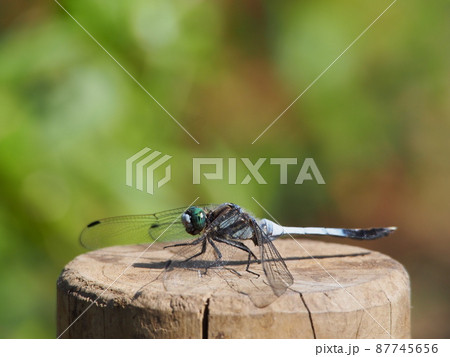 シオカラトンボ シオカラトンボ 87745656