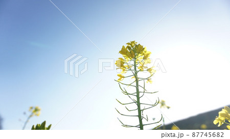 菜の花 菜の花 87745682