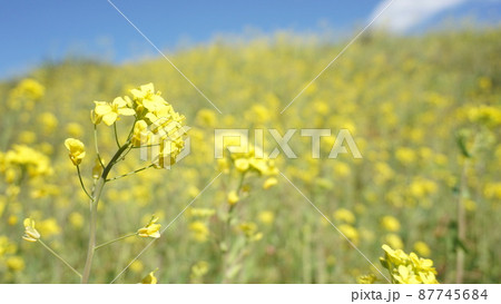 菜の花 87745684